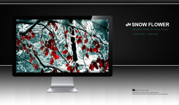snow_flower_hd_wallpaper_by_solutionall-d4gwjci